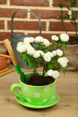 Blume in bunt bemalte Tasse gepflanzt