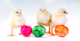 Ostern festlich feiern mit wenig Geld - Teil 2